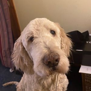 Meet your Posher, Riley